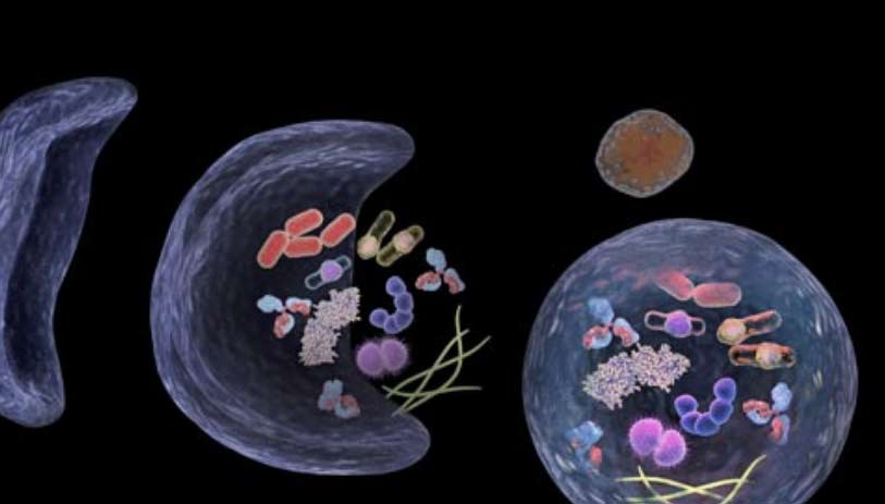 Fasting, Autophagy and Neurodegenerative Diseases
